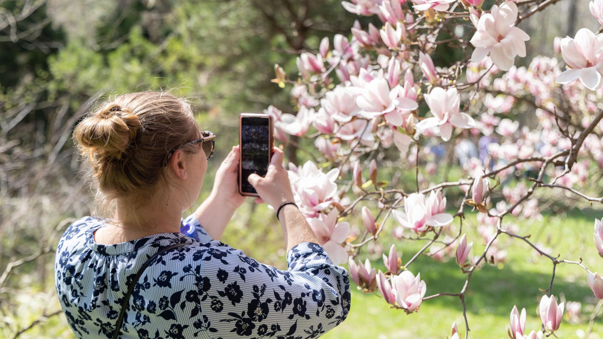 A-woman-taking-a-photo-of-blossoming-magnolia-flowers-with-her-cellphone