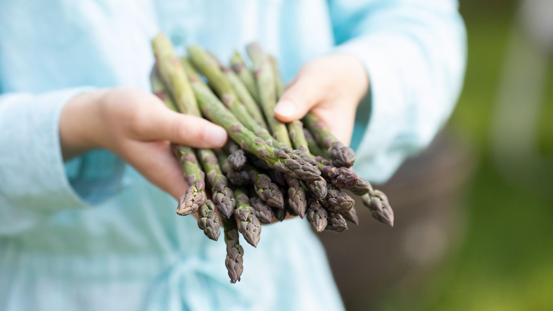 A-handful-of-freshly-picked-asparagus
