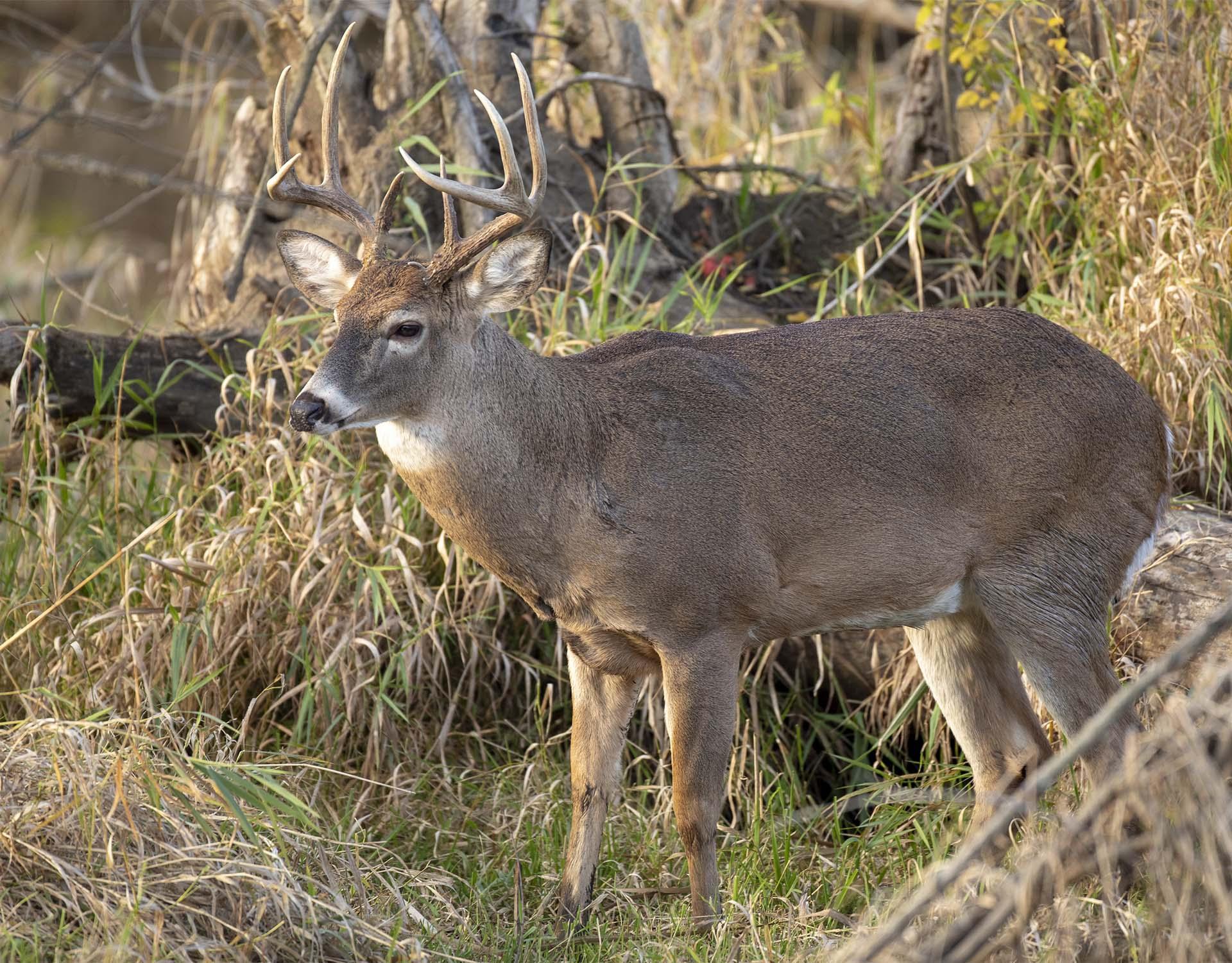 A large buck in the woods.