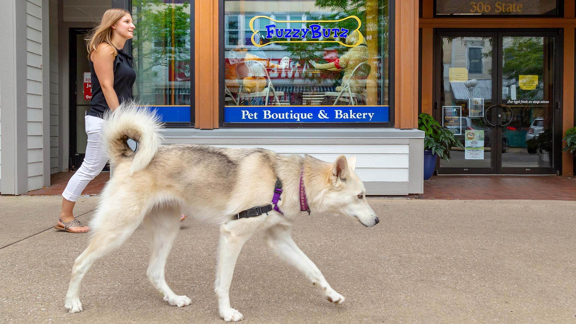 A person walking with a dog in downtown Saint Joseph Michigan