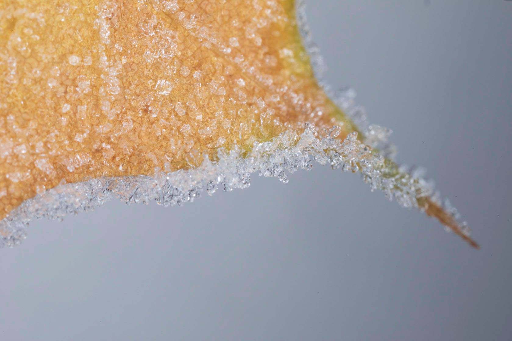 Frost On A Leaf Photo Joshua Nowicki