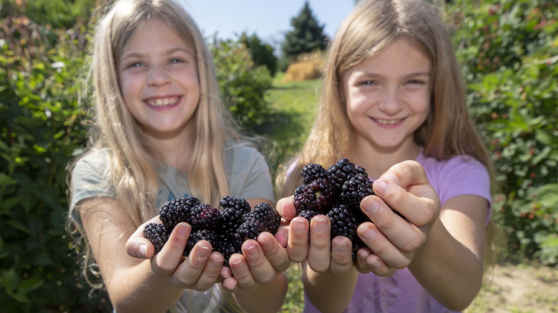 Two children with handfuls of blackberries.
