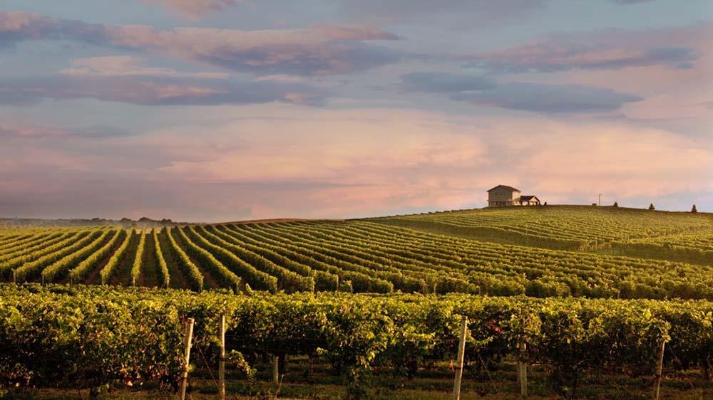 A view of the vineyard and tasting room.