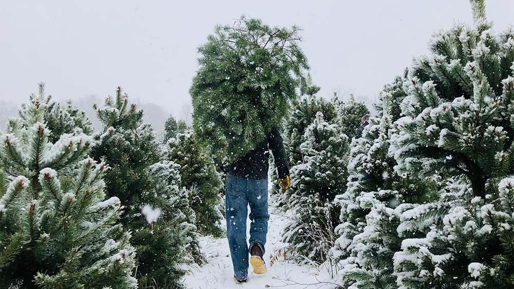 A person carrying a fresh cut pine tree.