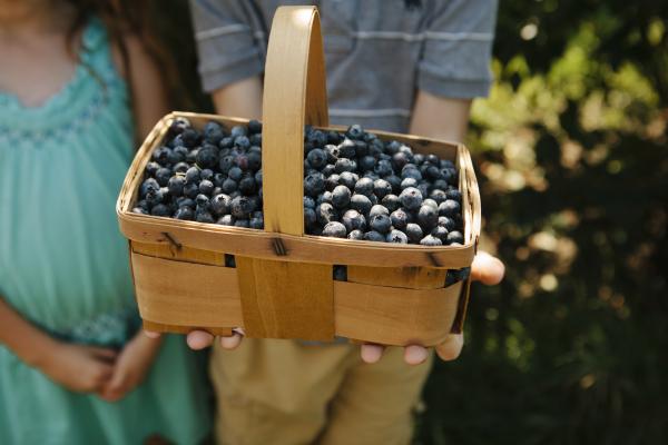 National Blueberry Festival logo