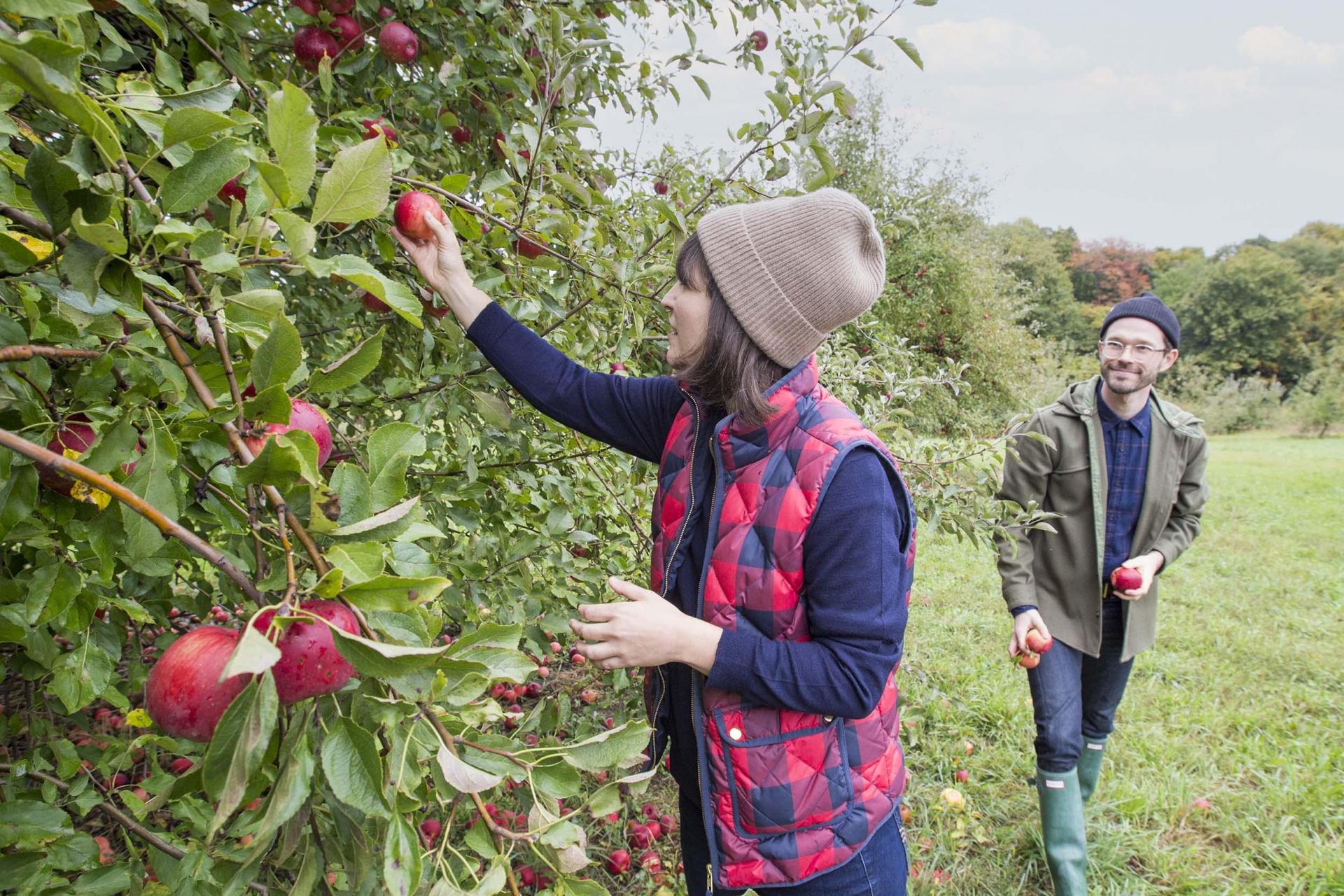 A couple apple picking in Southwest Michigan.