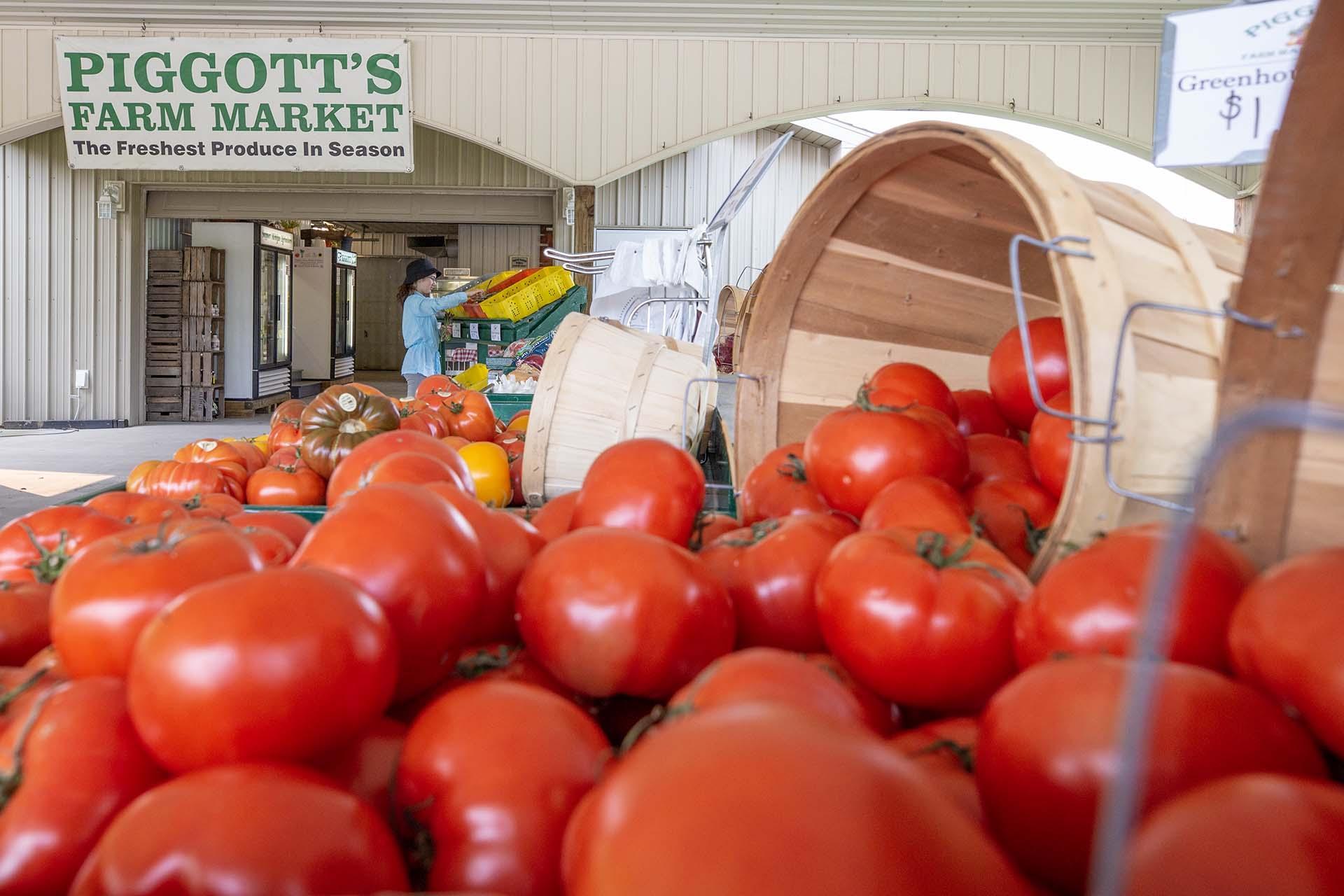 Tomatoes at Piggott