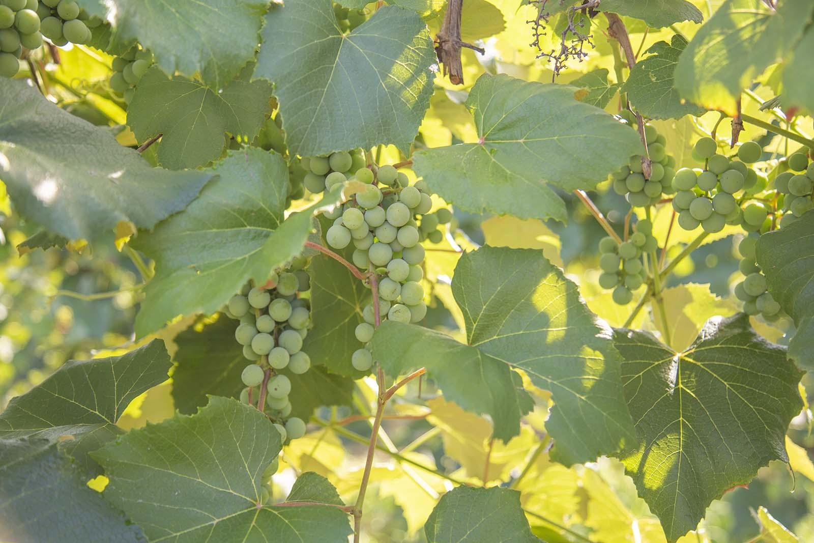 Green grapes on vines