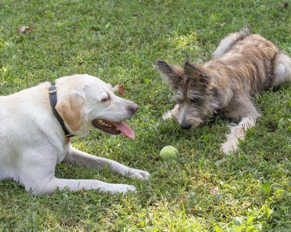 Two dogs and a ball.