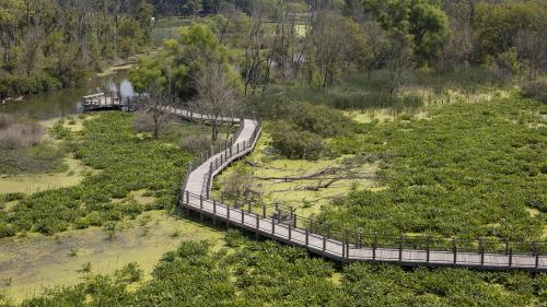 An image of the Galien River County Park boardwalk winding through lush greenery, surrounded by trees and wetlands