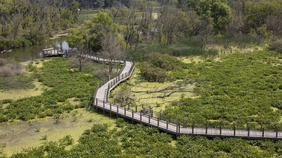 An image of the Galien River County Park boardwalk winding through lush greenery, surrounded by trees and wetlands