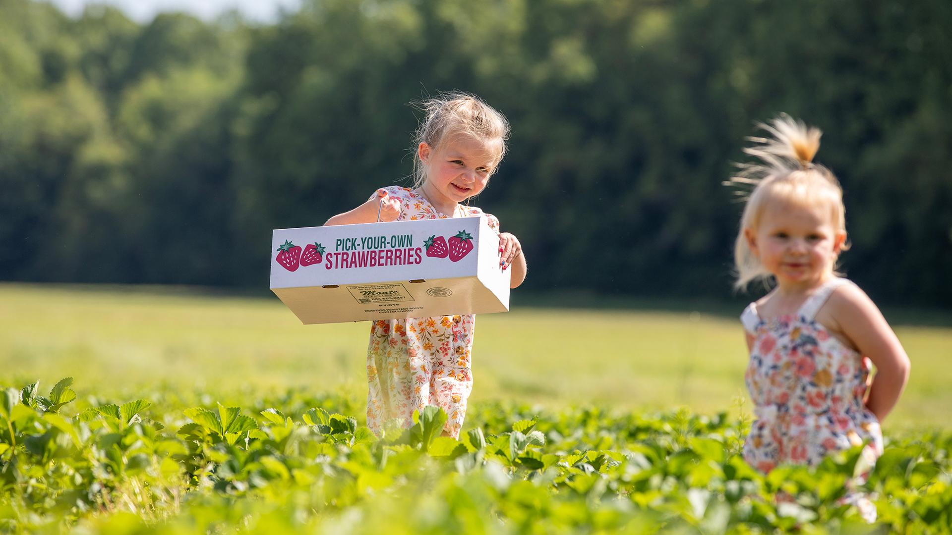 Two young girls in a strawberry field on a warm, sunny day, surrounded by rows of ripe berries, with one girl holding up a box labeled 
