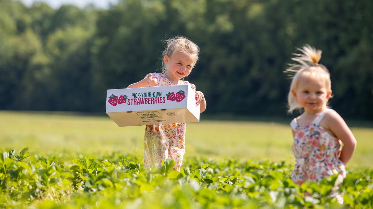 Two young girls in a strawberry field on a warm, sunny day, surrounded by rows of ripe berries, with one girl holding up a box labeled 