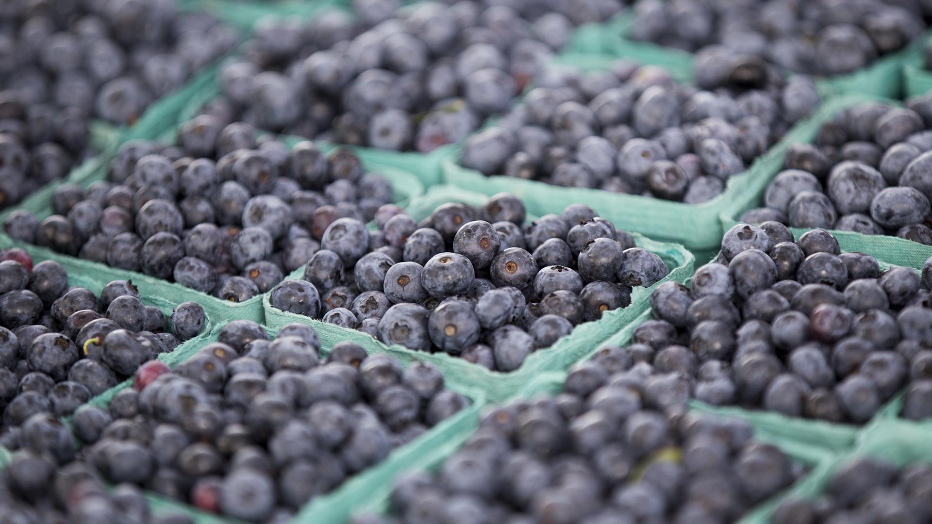A detailed shot of freshly picked blueberries in teal containers, arranged in rows and ready for purchase at a market or farm stand