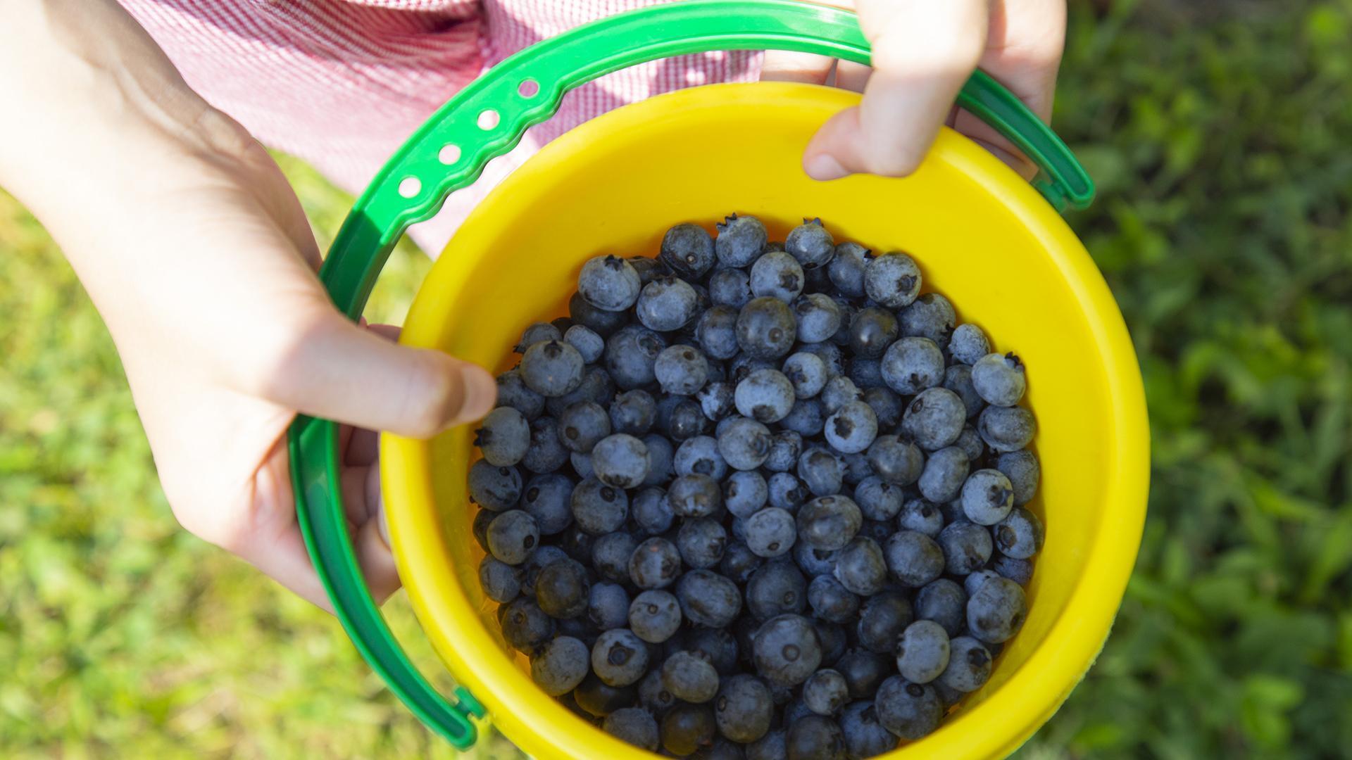A detailed shot of freshly picked blueberries in a yellow bucket held by a young girl wearing a red checkered outfit