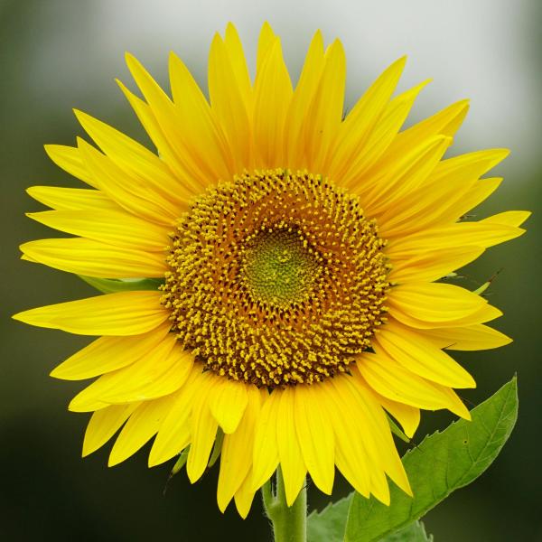 Summer Solstice_Fernwood