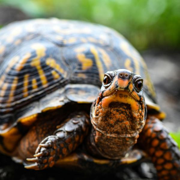 Box Turtle_Fernwood