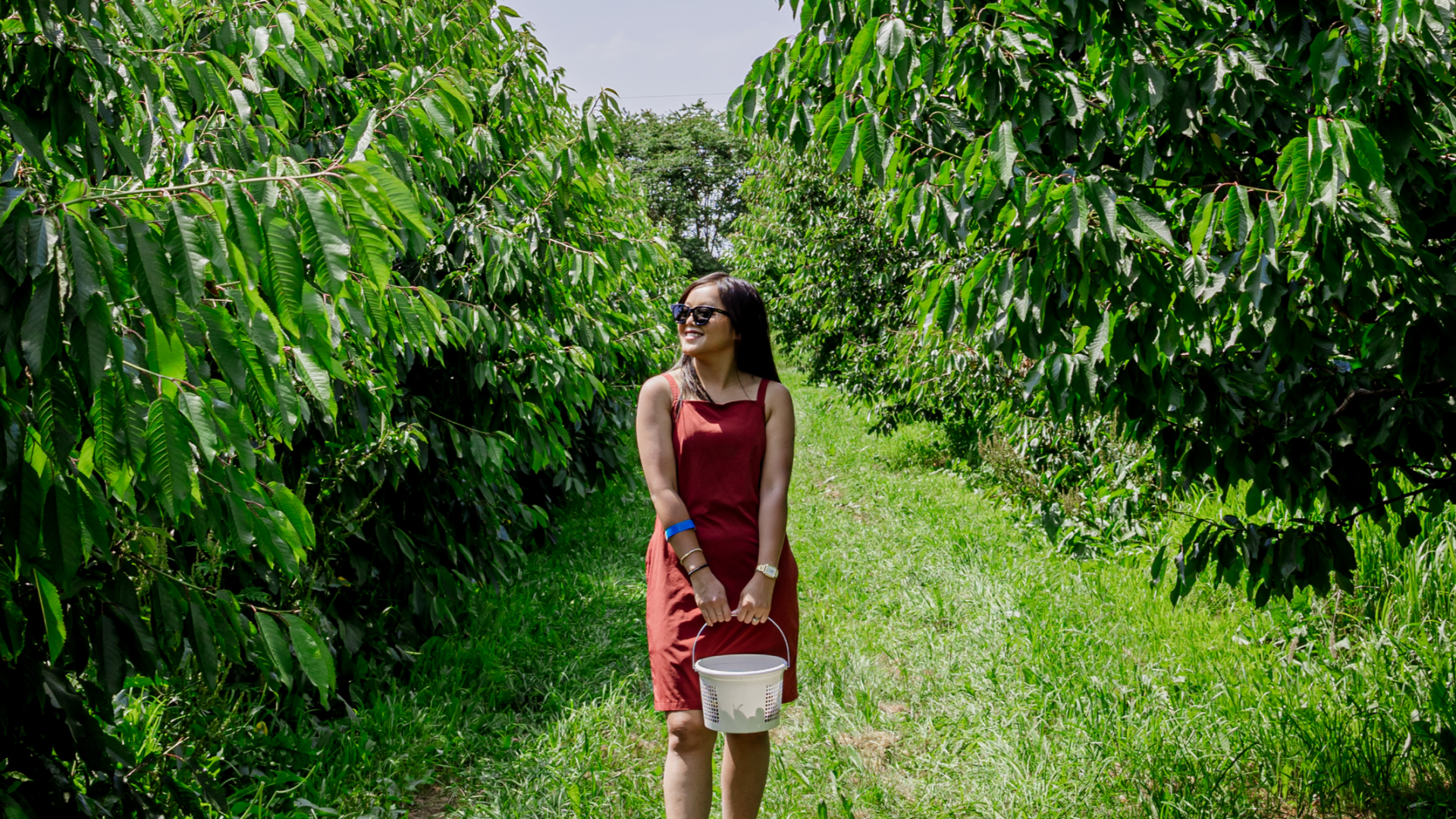Rachel Kawate walking in an orchard picking cherries