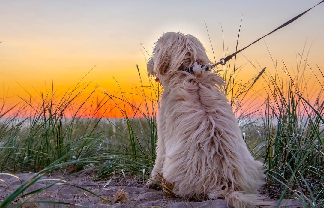 Dog on the beach at sunset