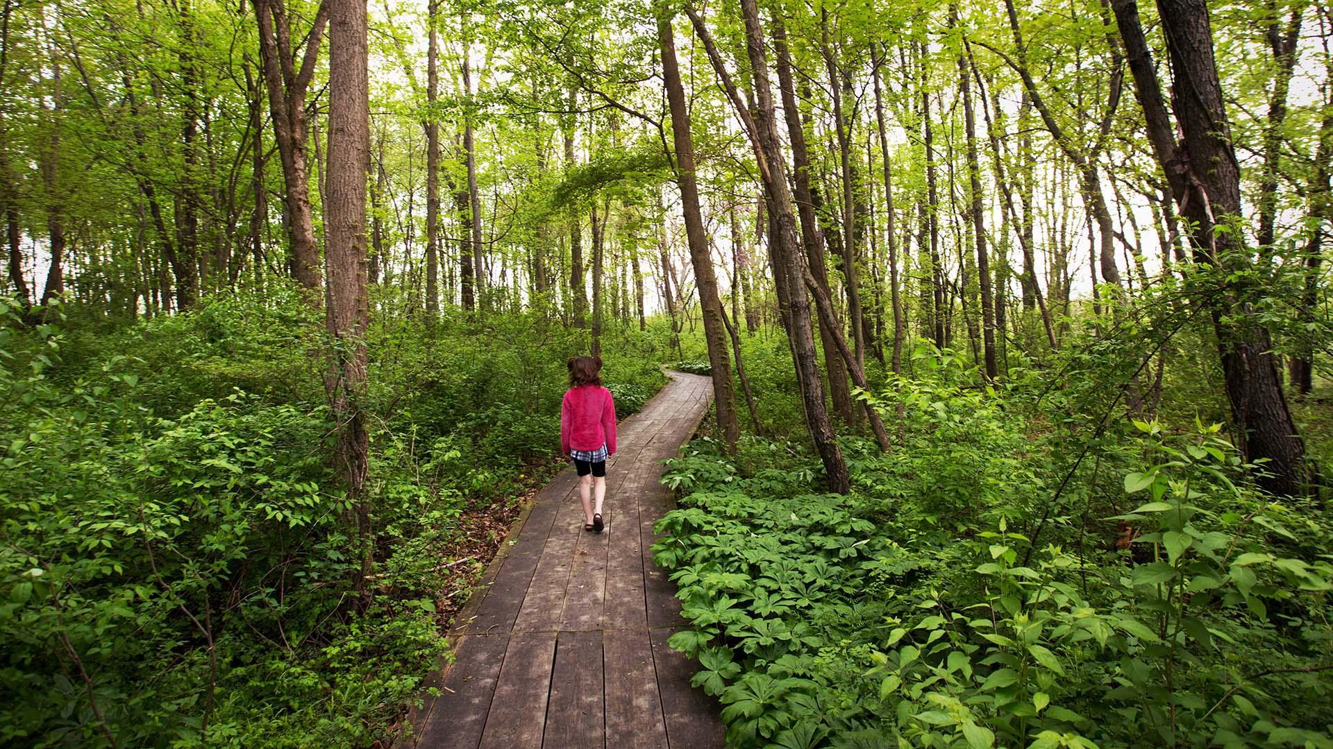 At Sarett Nature Center, a young child walks down a boardwalk through a lush forest on an overcast day.