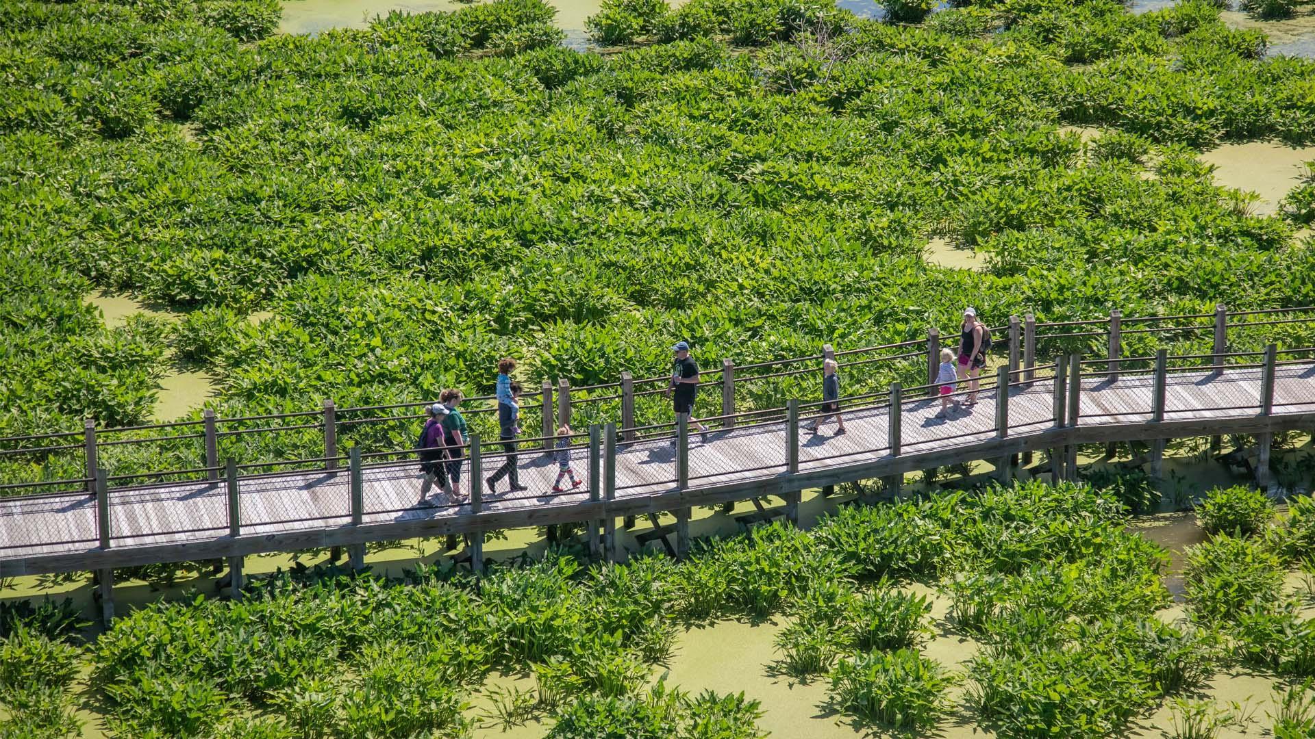 At Galien River County Park, a group of people walk across a boardwalk through a marsh with shallow water and plants on a sunny day.