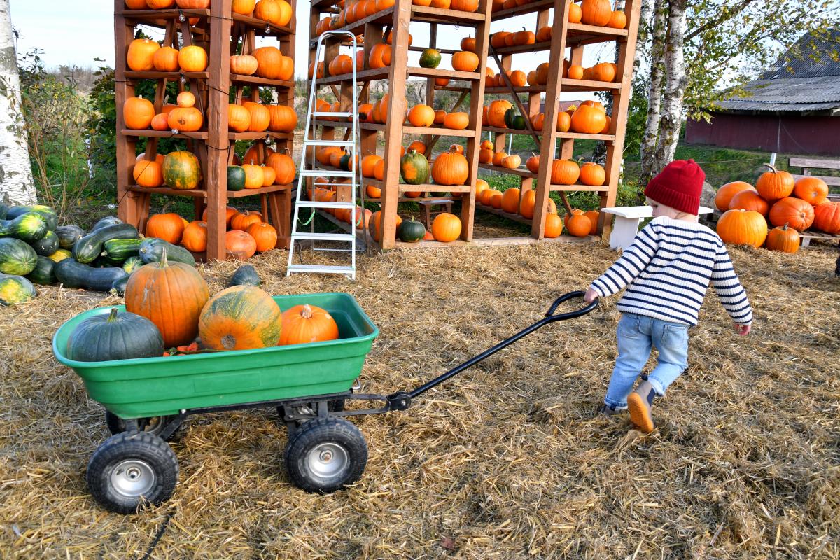Kid hauling pumpkins in a cart