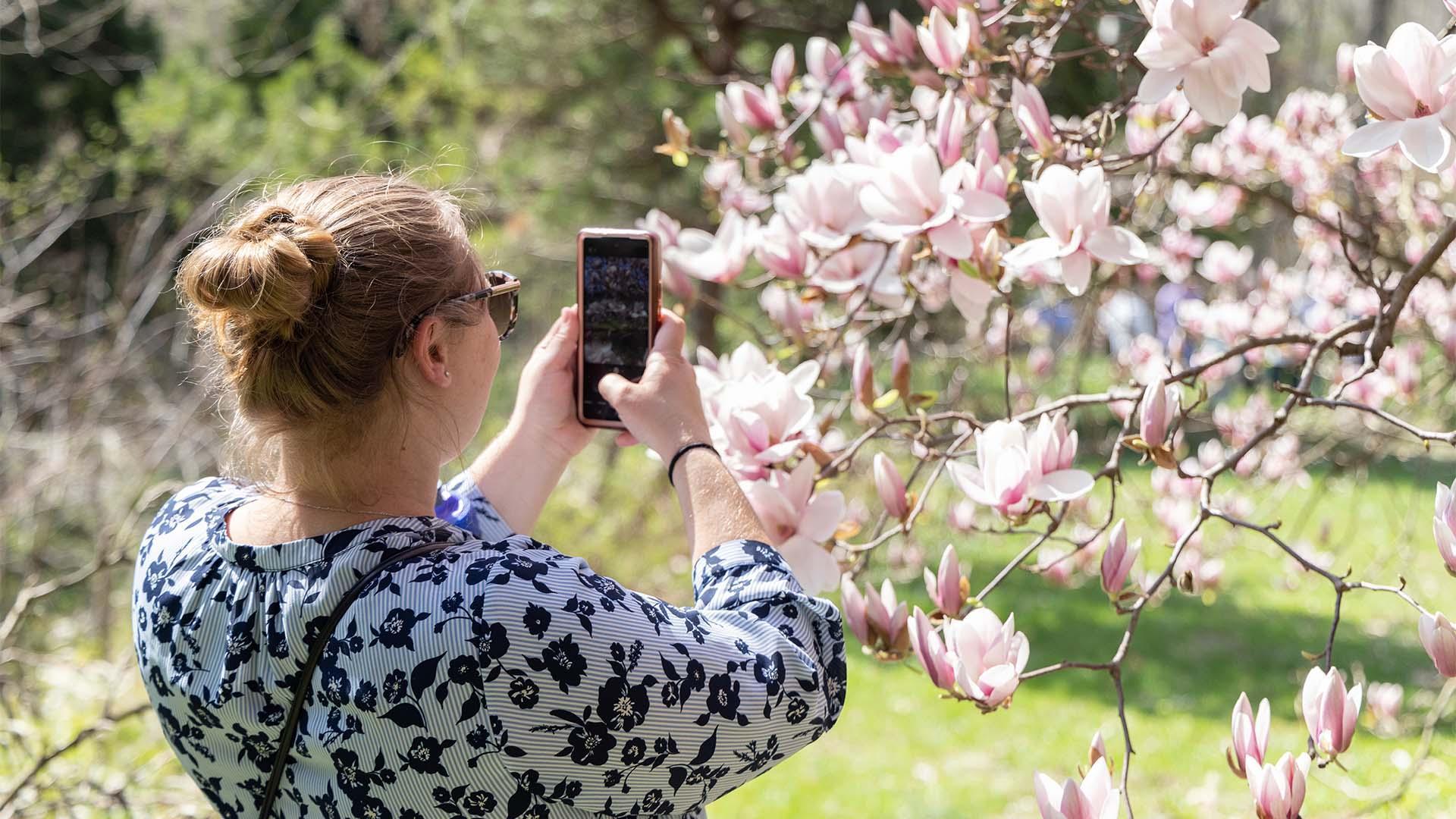 A woman with a bun takes a photo of blooming pink magnolia flowers on a tree in a sunlit garden at Fernwood.