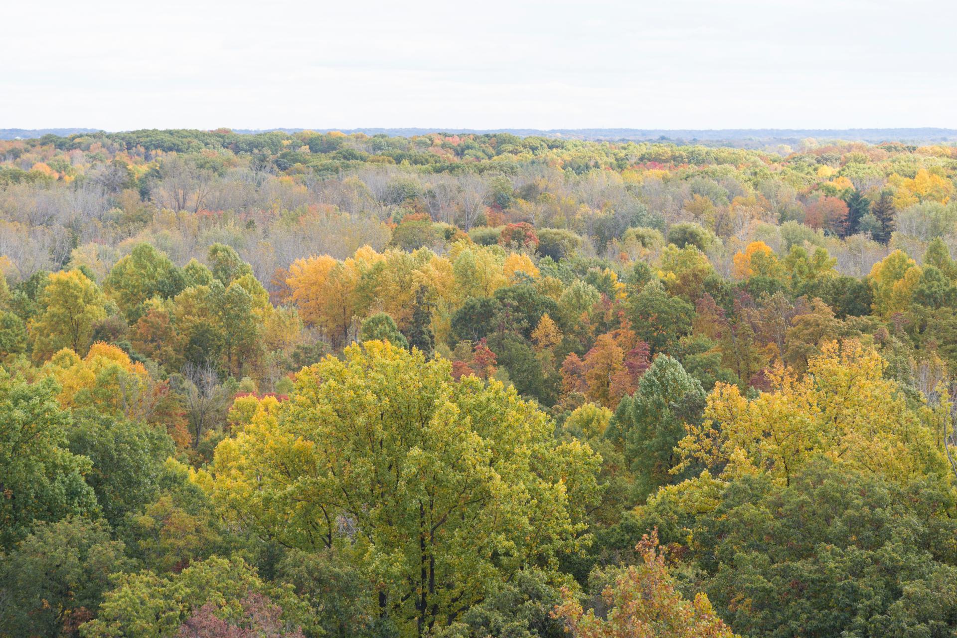 Fall tree tops start to turn