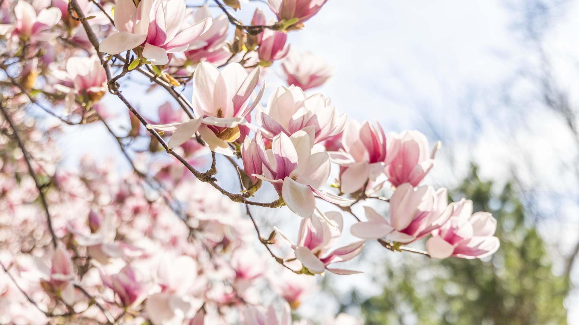 Spring flowers at Fernwood.