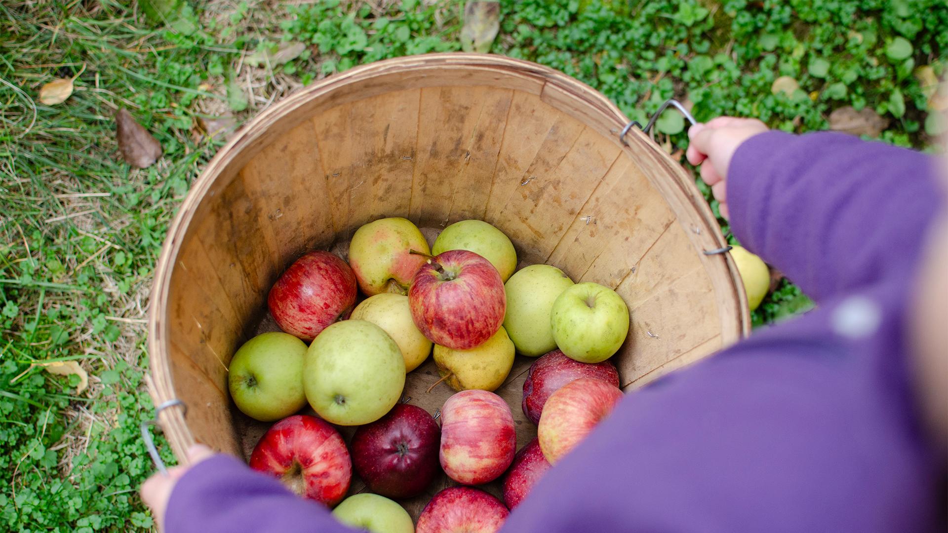 A person in a purple sweater carries a wooden basket filled with red and green apples, set against a backdrop of lush green grass, conveying a harvest theme.