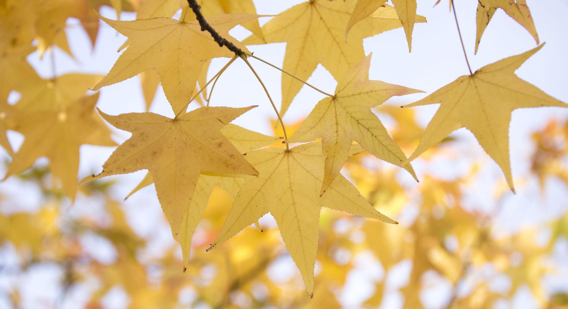 Fall Leaves