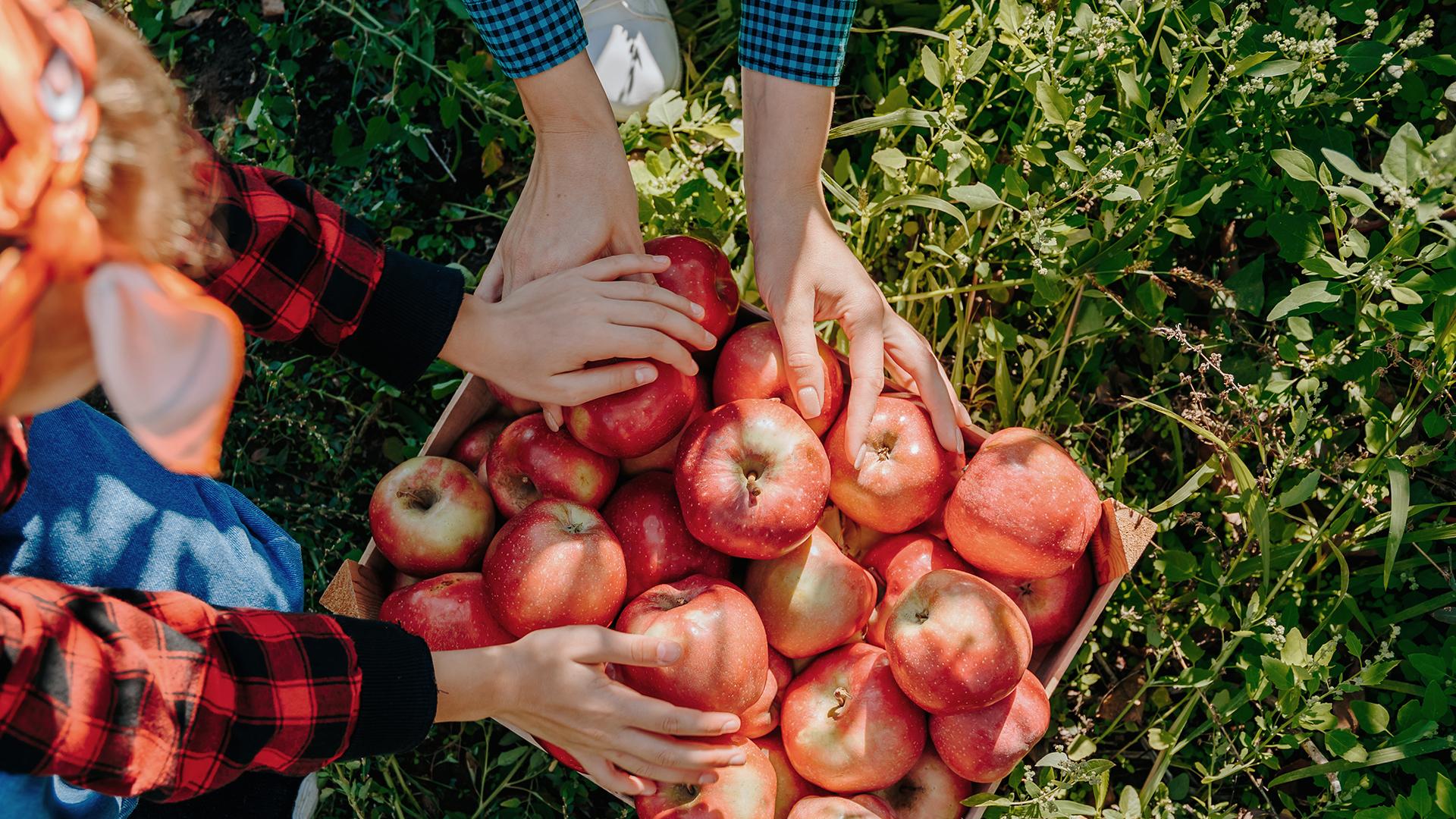 Hands reaching for ripe red apples in a wooden box, surrounded by lush green grass. The scene conveys freshness and a sense of community and harvest joy.