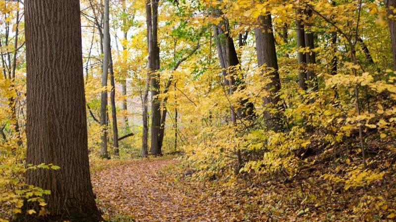 Yellow fall leaves in the forest
