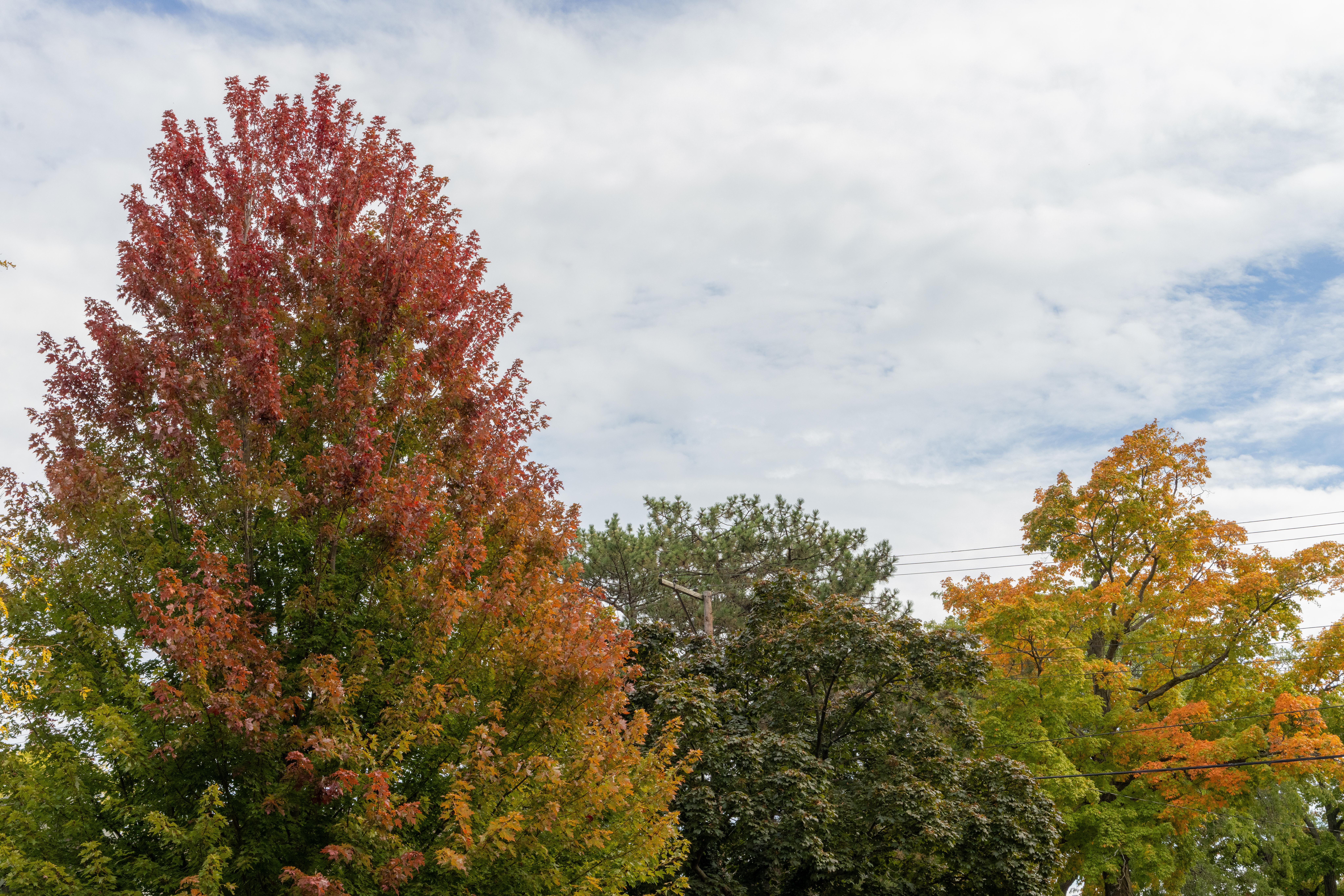 OCT 13 Fall Color Update