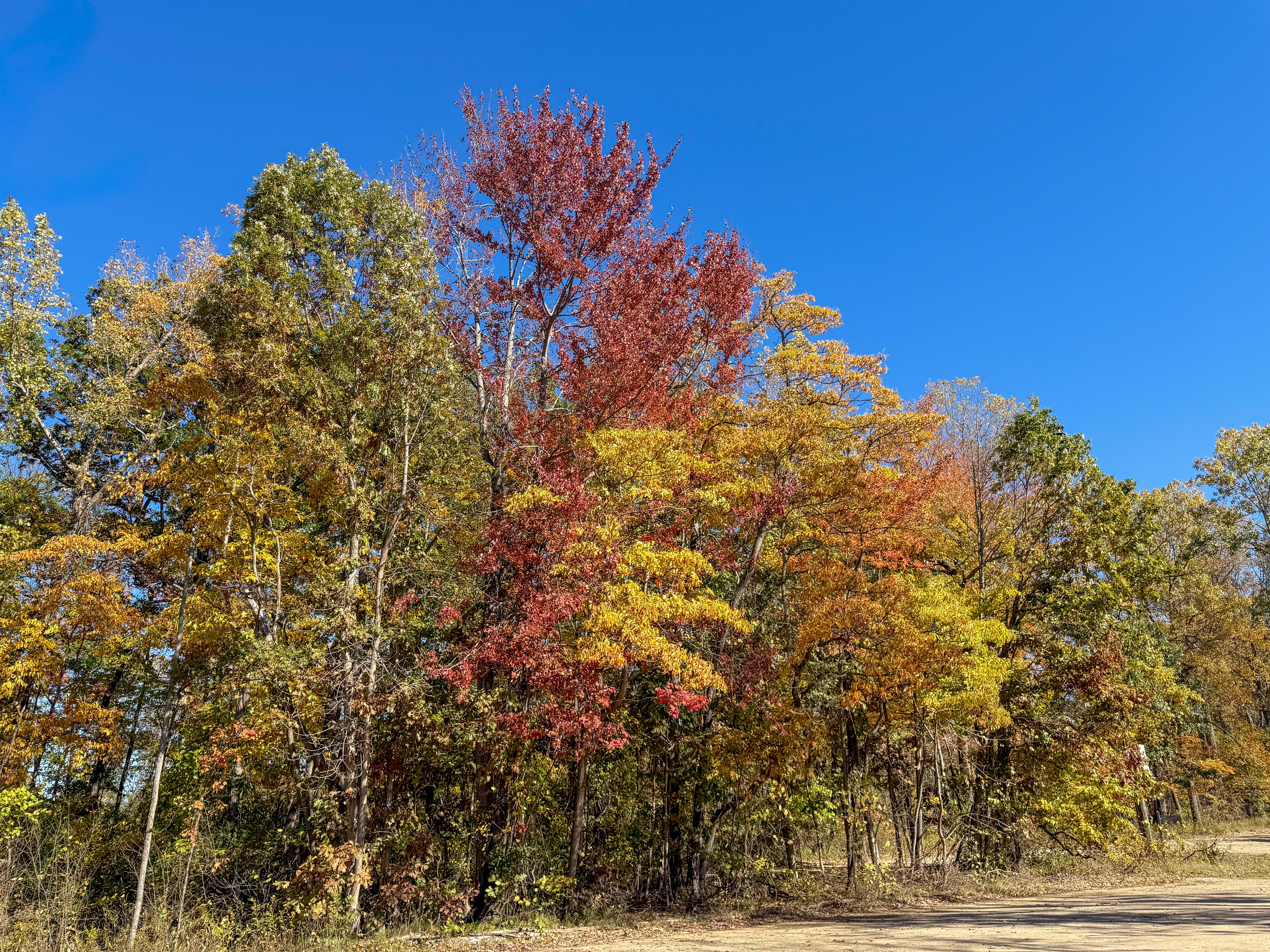 Colorful Trees of red, yellow, orange and green at Grand Mere State Park, a sandy dirt road in the foreground