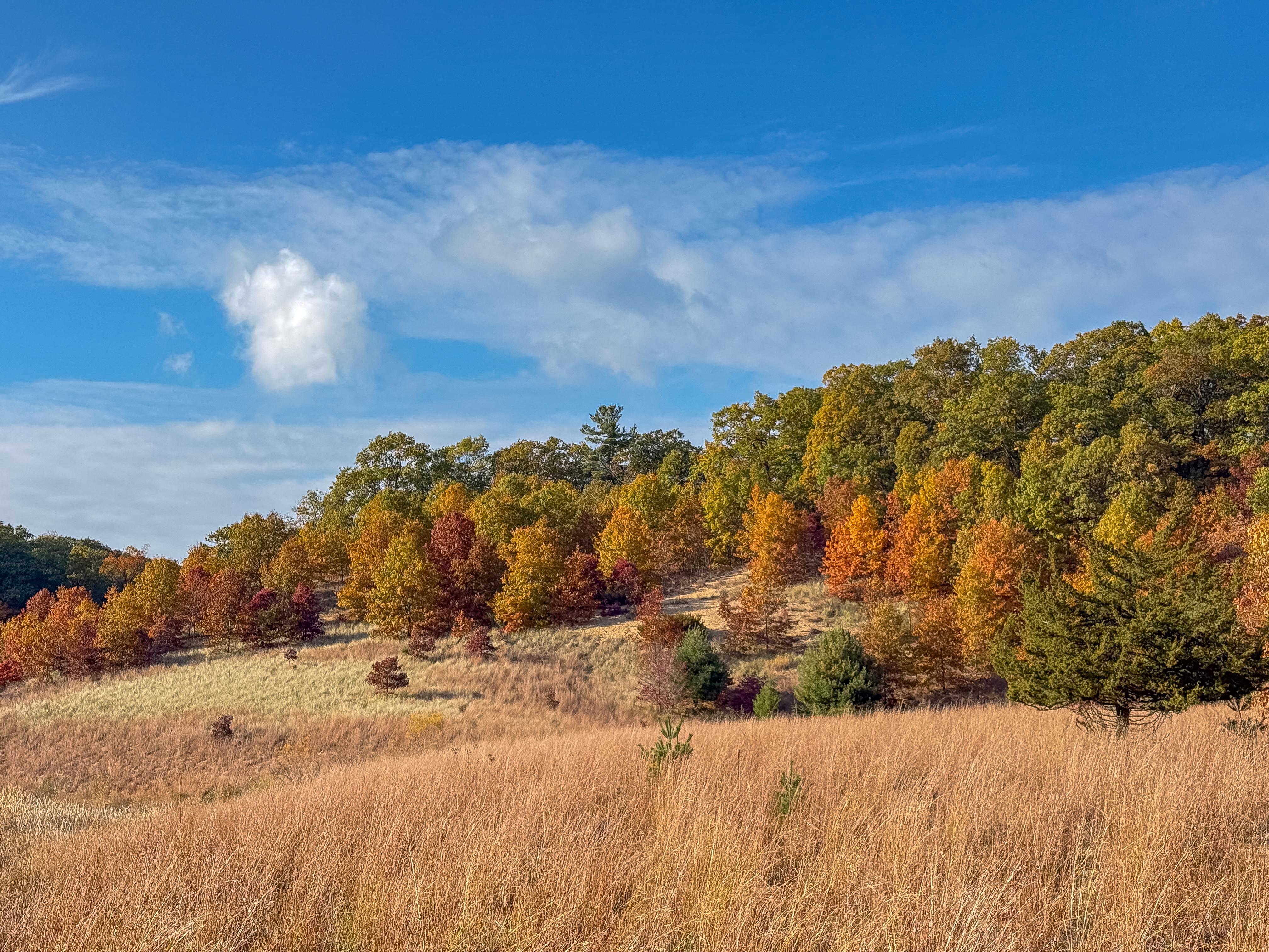 Colorful trees ranging from red to orange in Grand Mere State Park on a sunny November day, clear skies. 