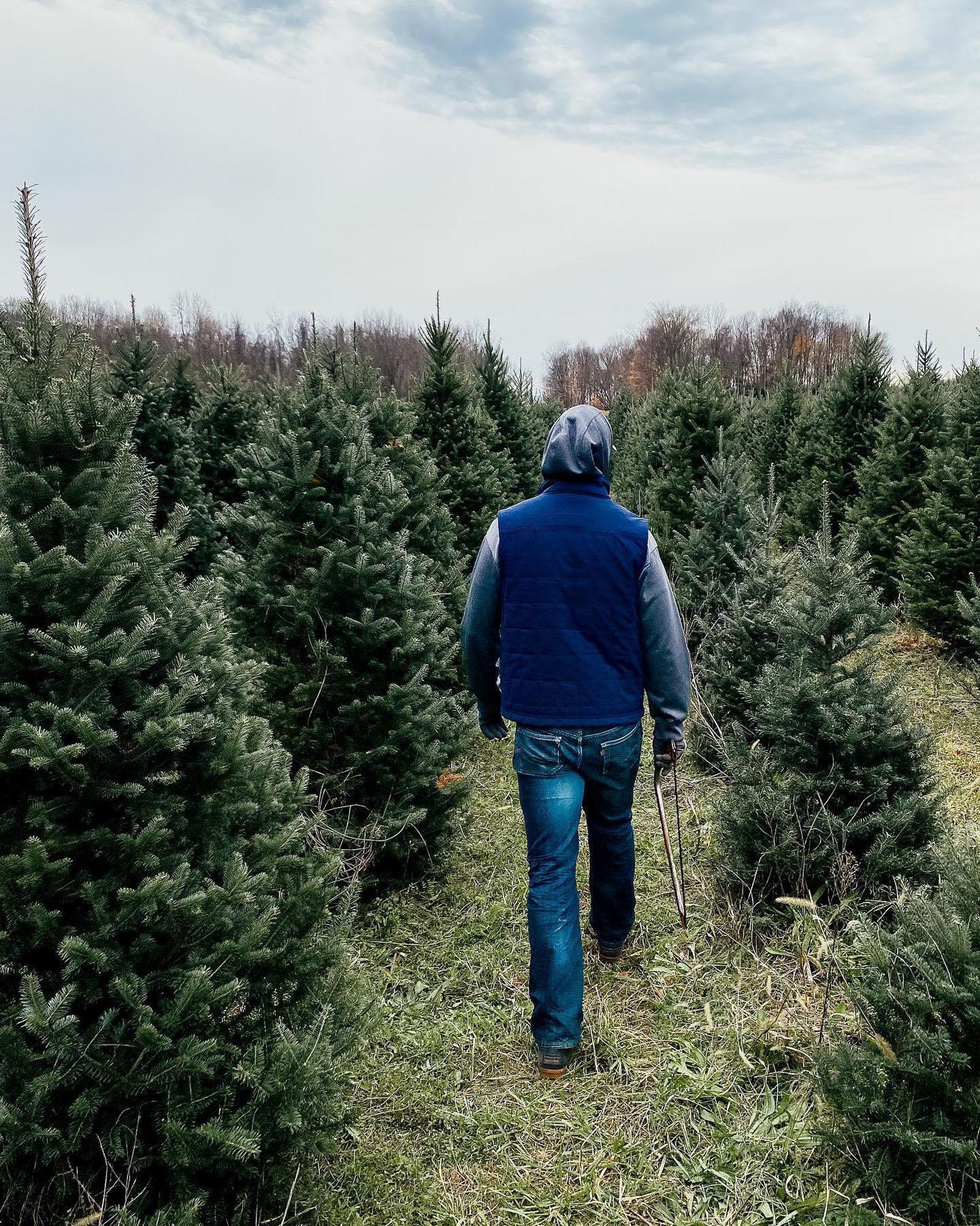 A person walking in a Christmas tree farm.