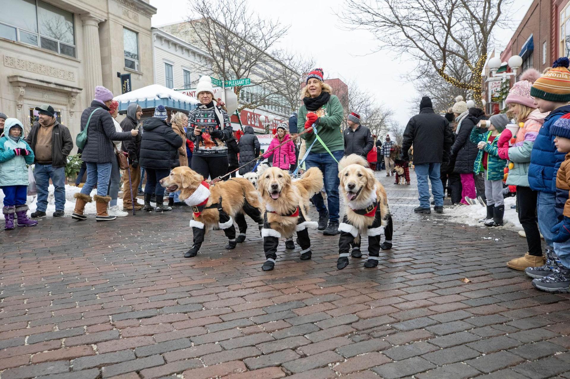 Dogs parade in holiday style during the Reindog Parade in St. Joseph, MI.
