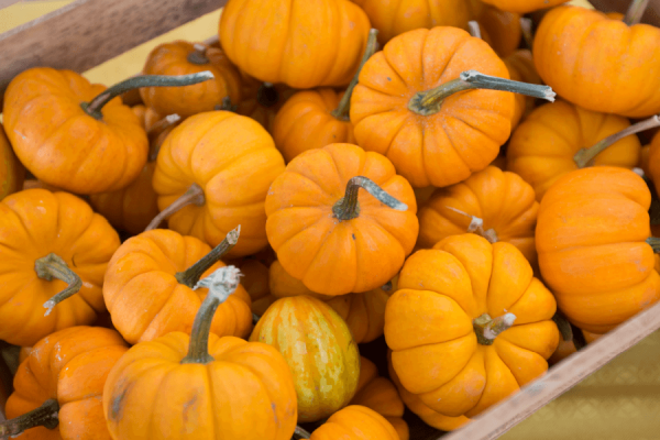 Pumpkins on Parade