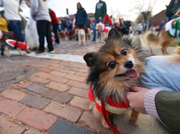 Reindog Parade