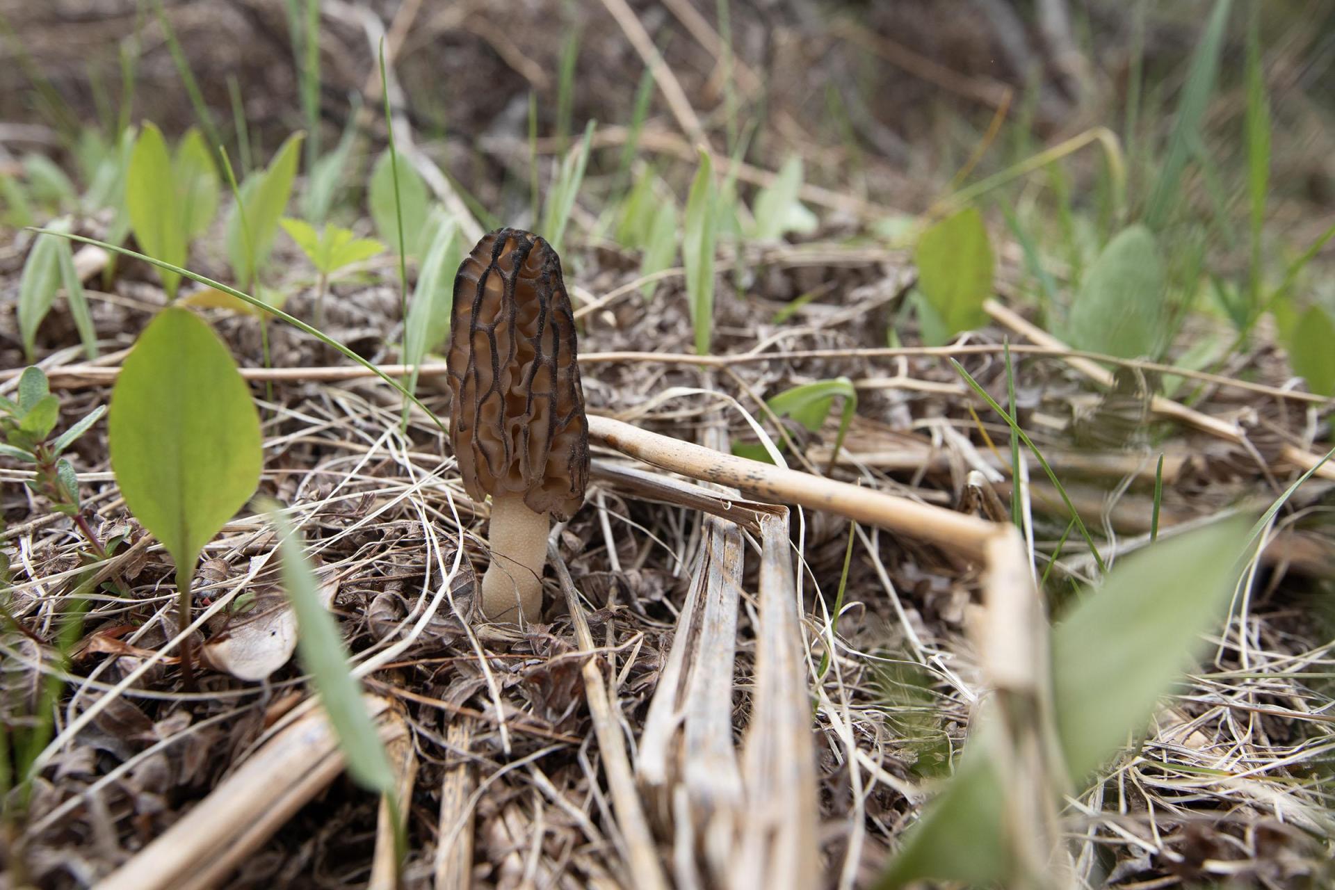 A morel mushroom growing in a grassy field, its ridged cap standing above the surrounding ground cover.