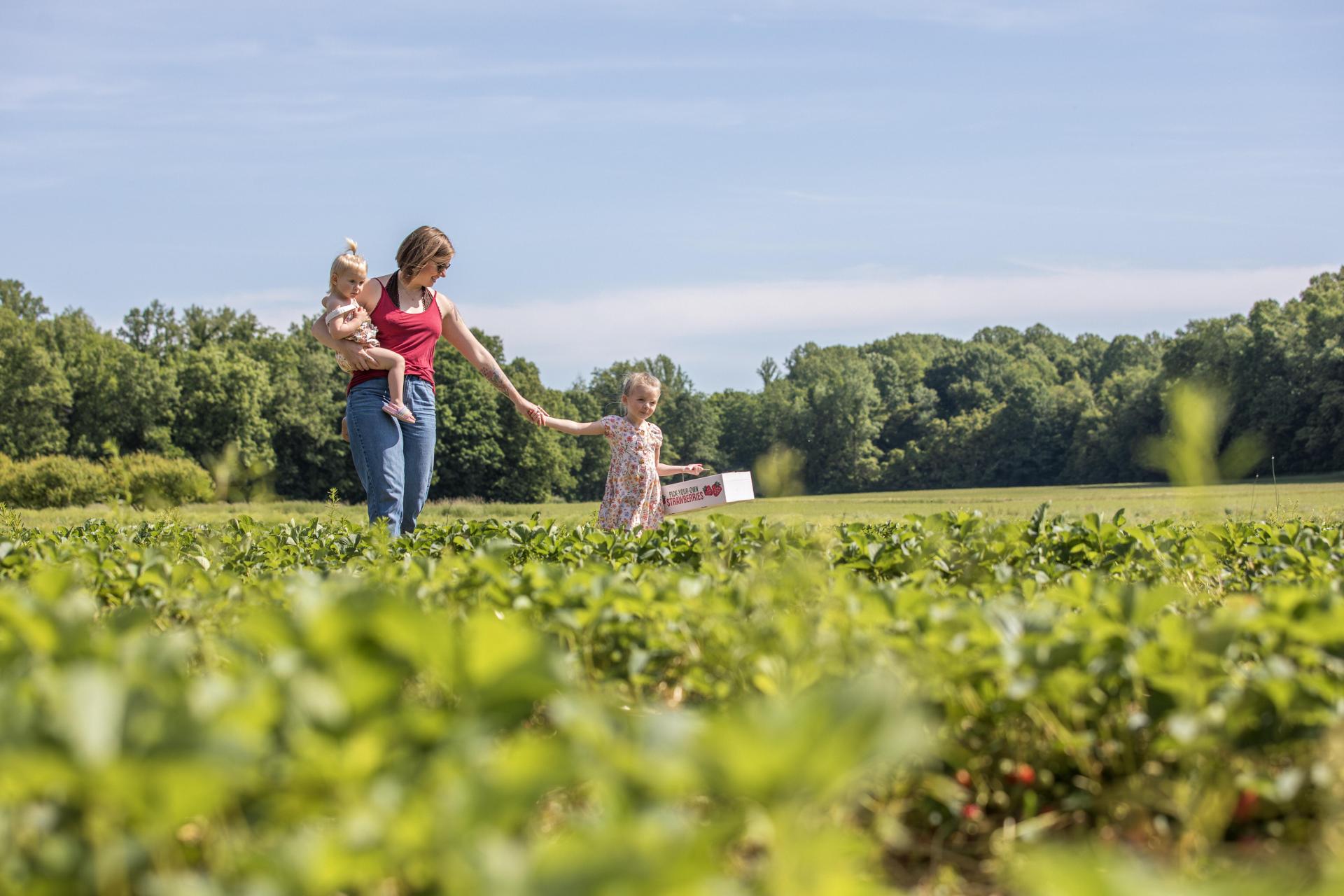 Mother and two children picking ripe strawberries at a local farm.