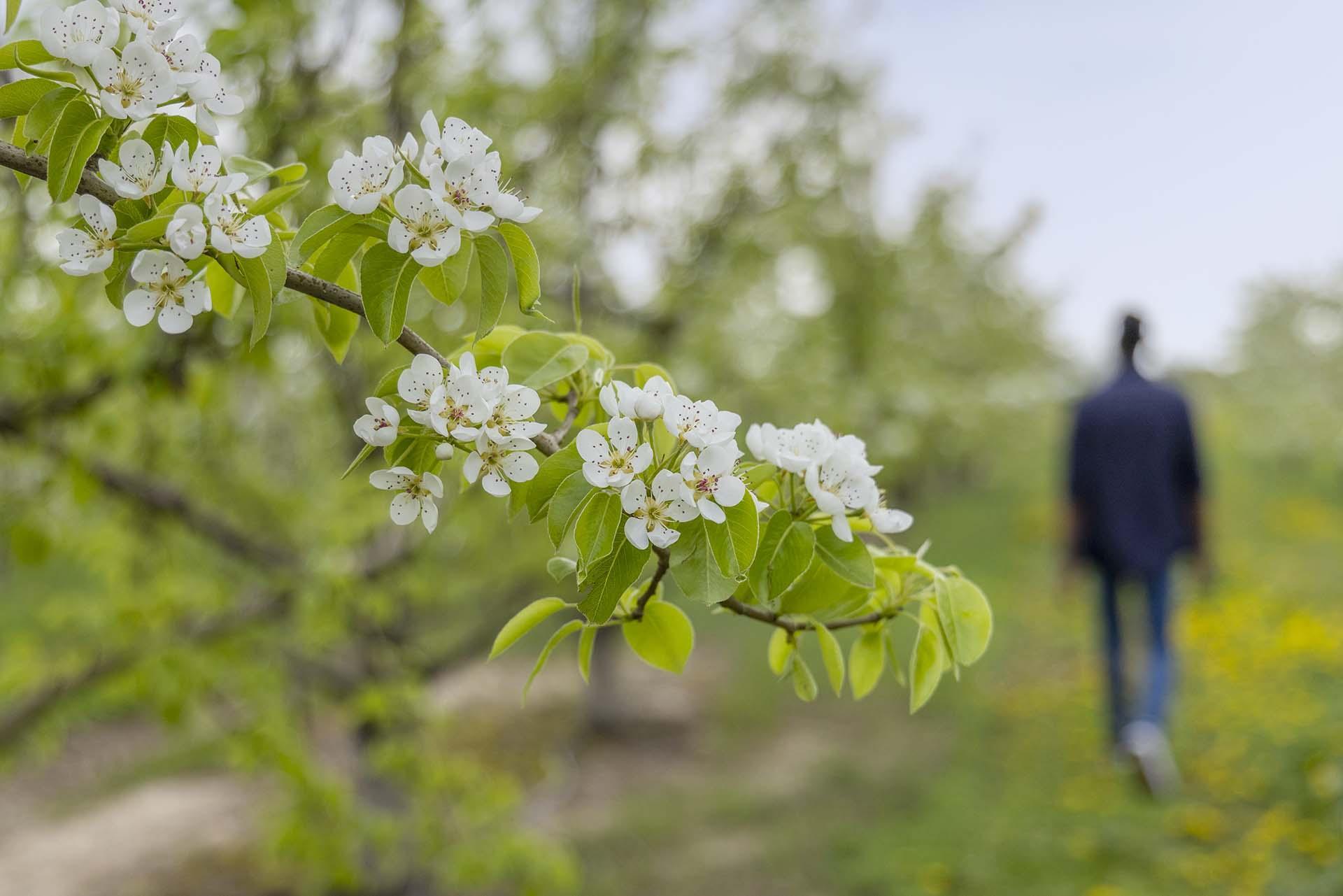 Blossoms at an orchard.
