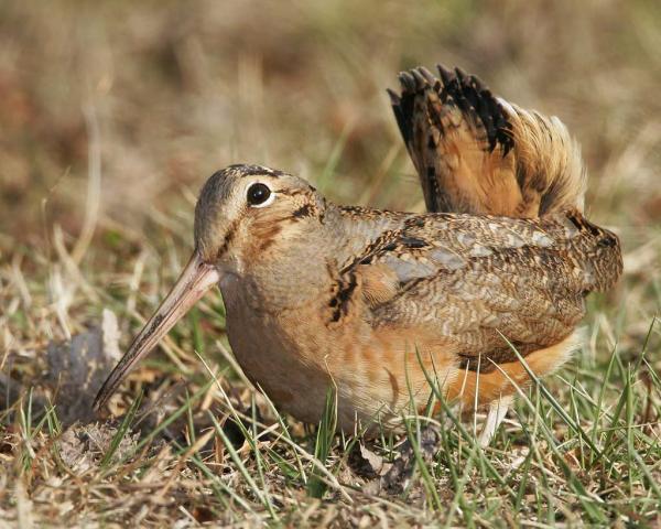 Woodcock bird