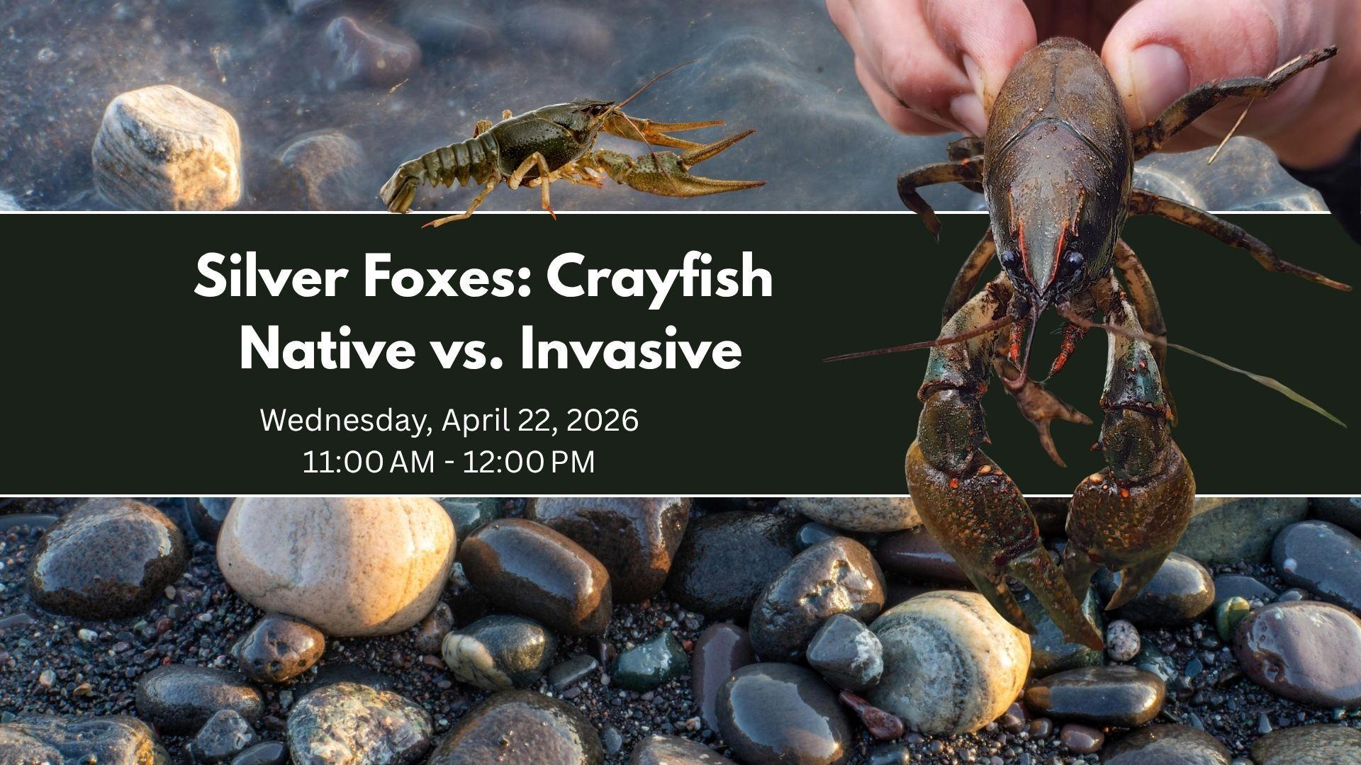 Silver Foxes: Crayfish - Native vs. Invasive | Visit Southwest Michigan