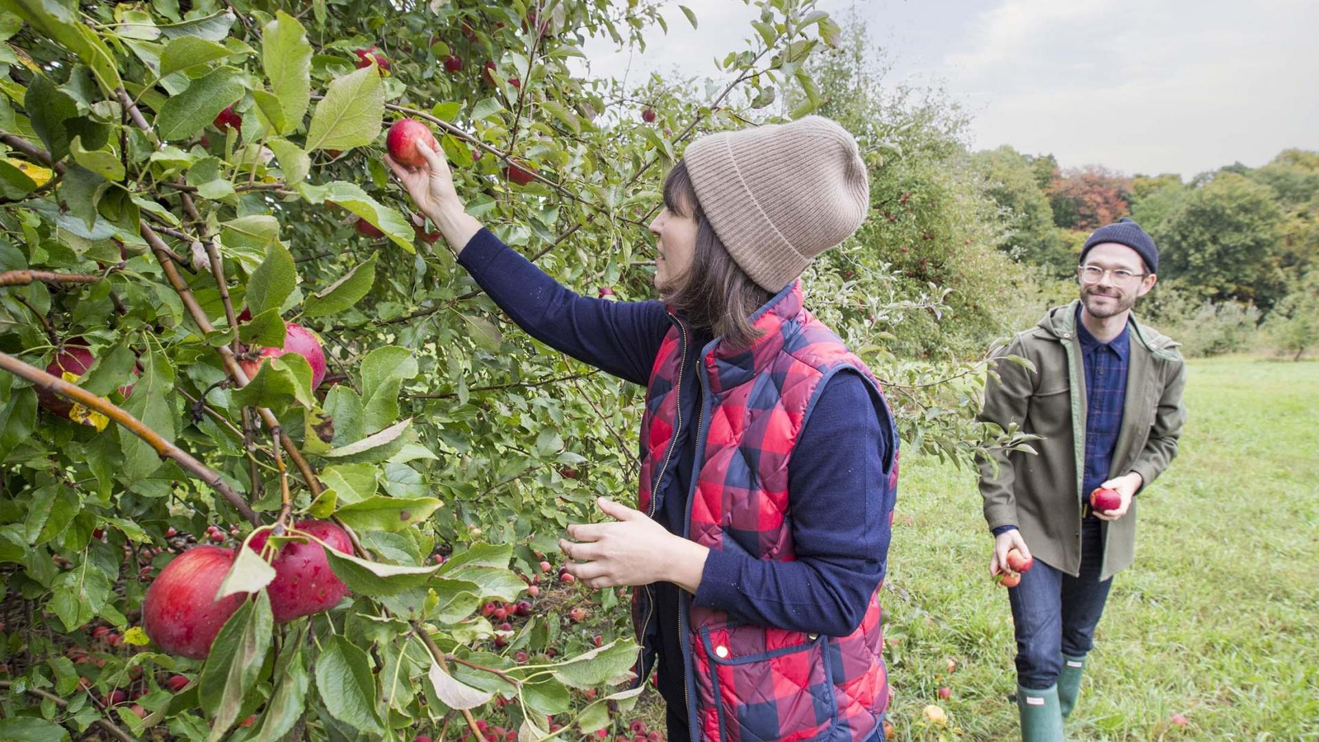 Apple picking in Southwest Michigan.