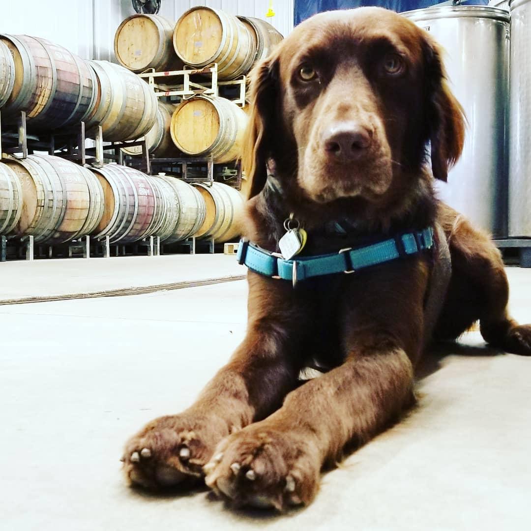 Dog in a wine cellar.