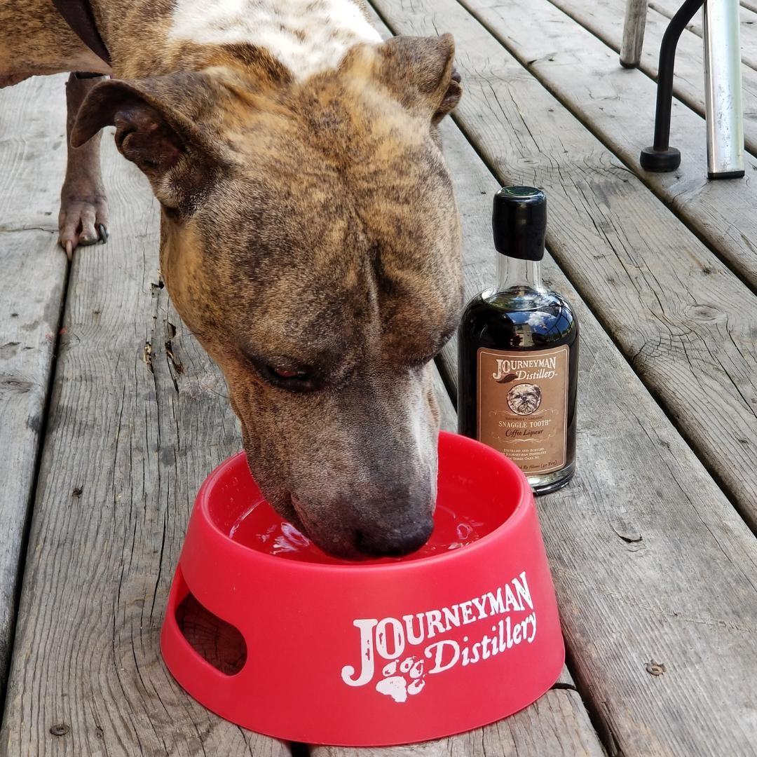 Dog drinking water from a bowl.