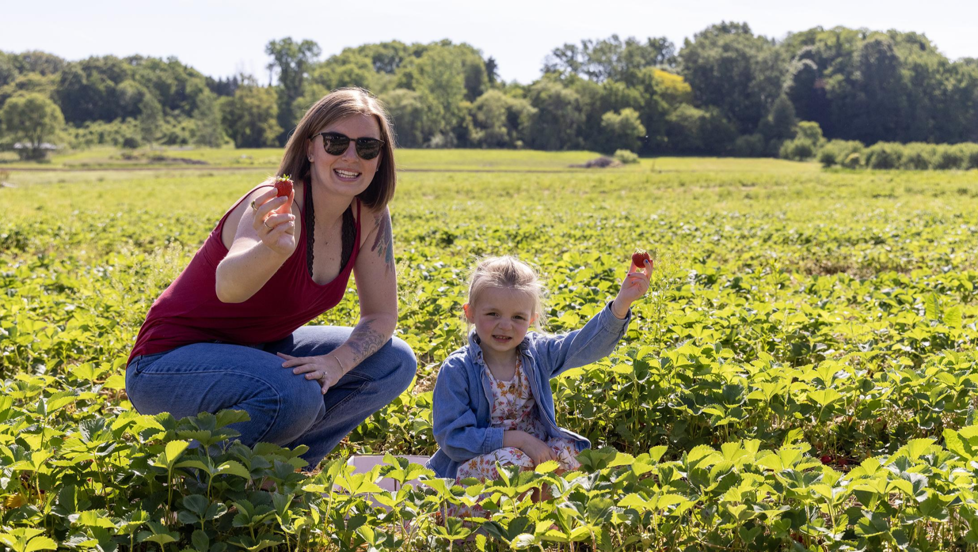 Mother and child picking ripe strawberries at a local farm.