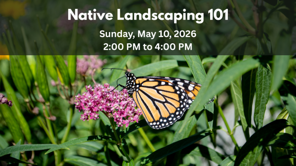 Native Landscaping 101 